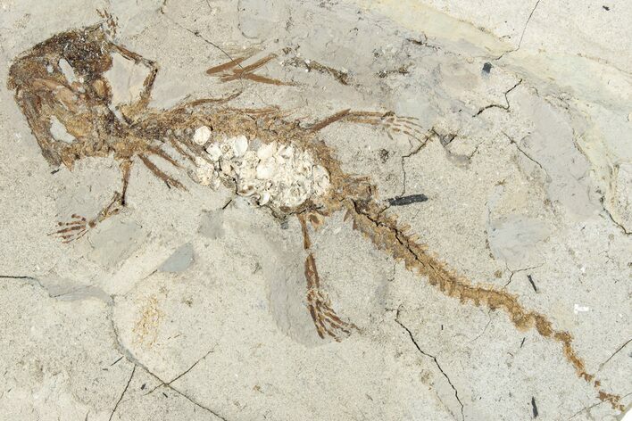 Fossil Salamander (Chelotriton) w/ Last Meal - Gračanica, Bosnia #317499